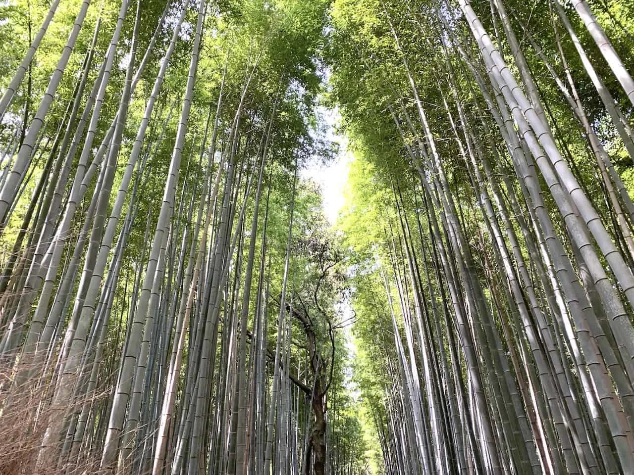 Arashiyama Japan