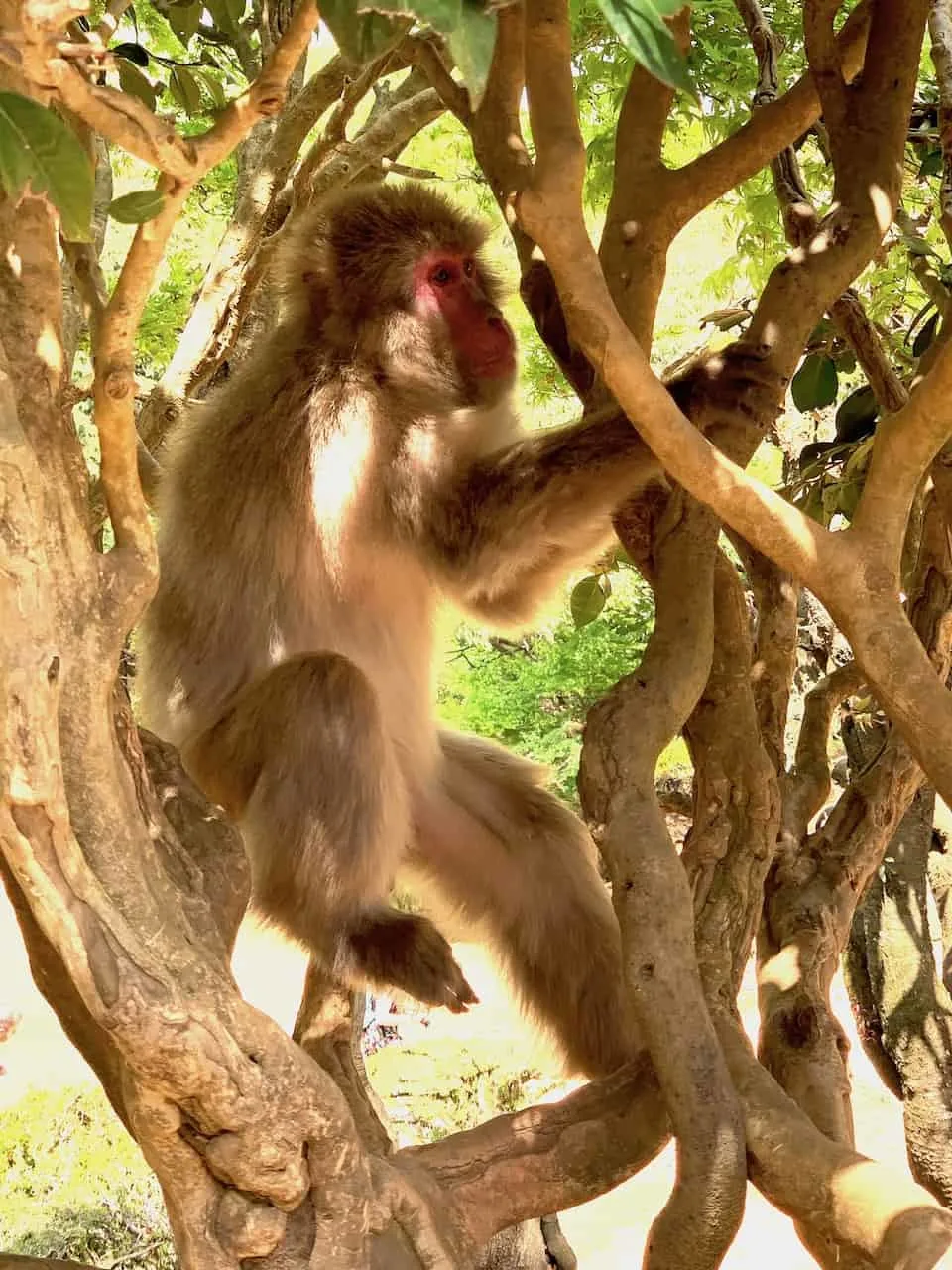 Arashiyama Monkey Park Kyoto