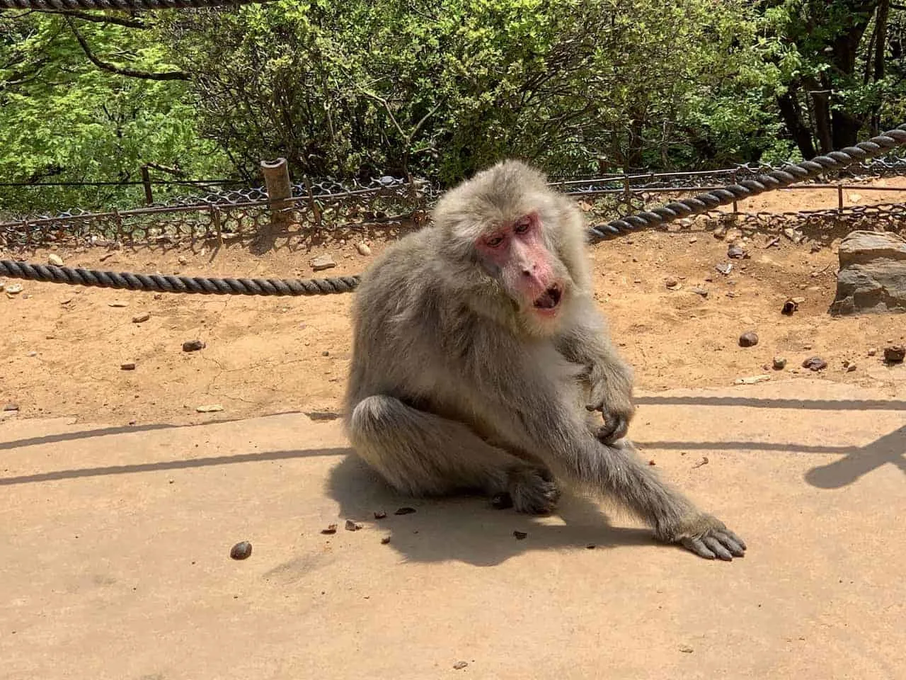 Arashiyama Monkey Park