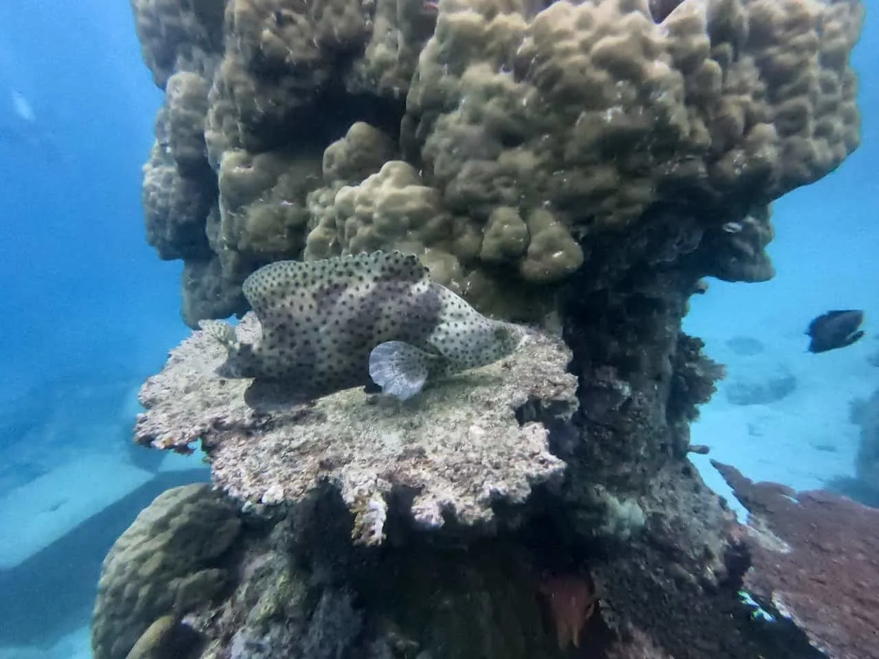 Australia Snorkeling