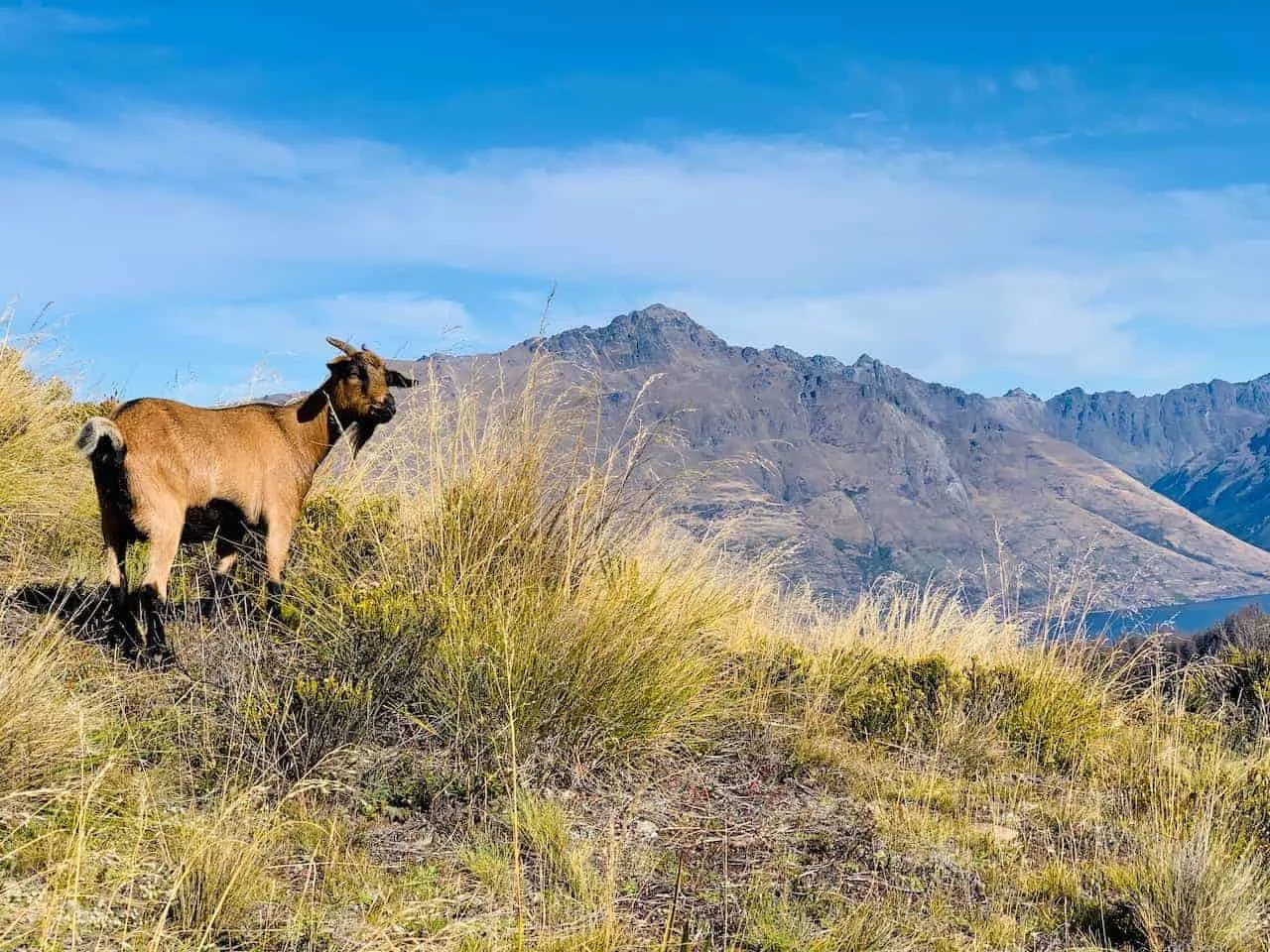 Ben Lomond Goat