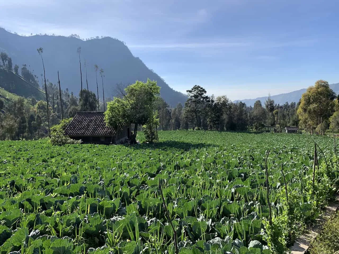 Cemoro Lawang Farms