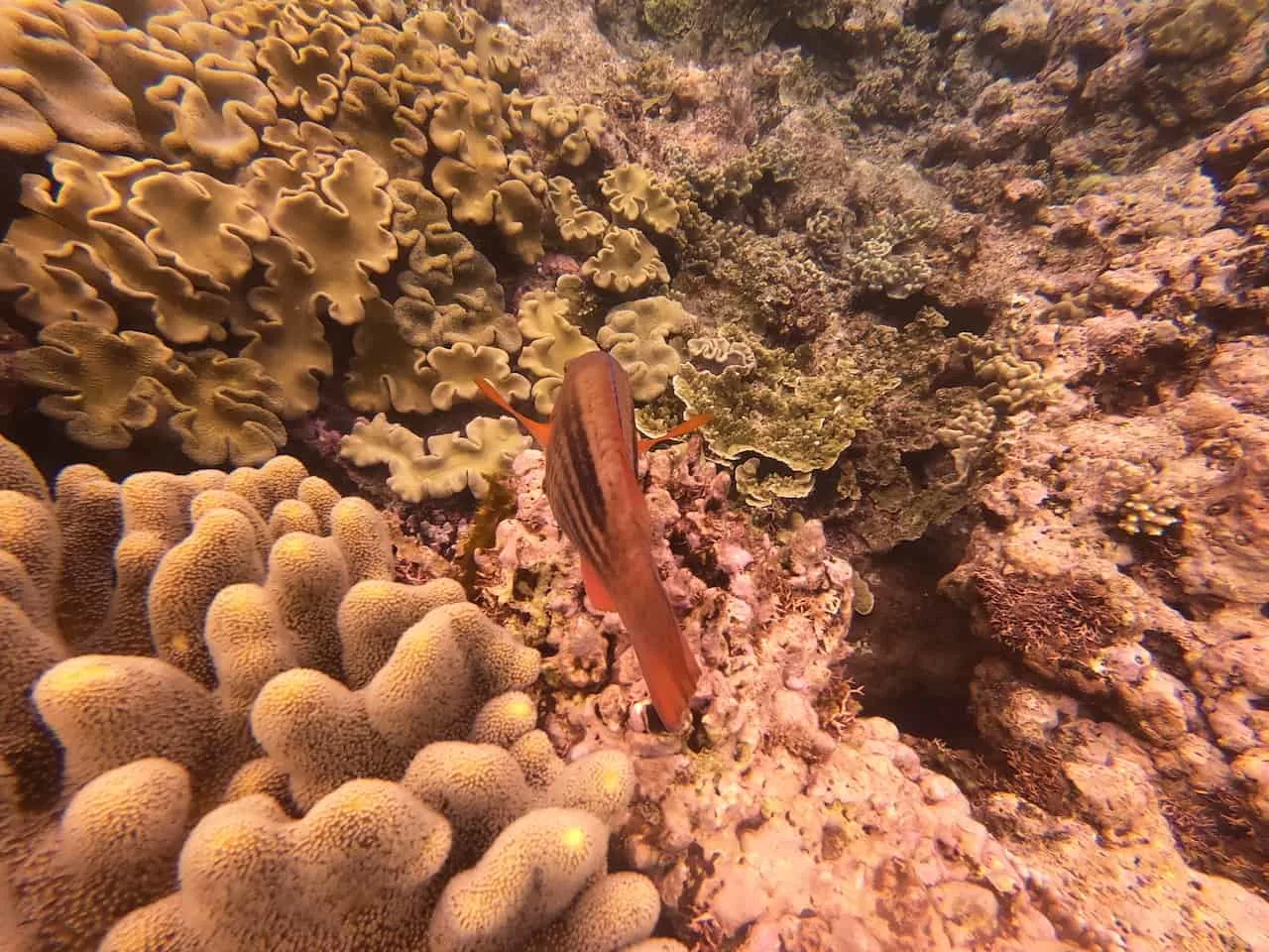 Coral and Fish Cairns