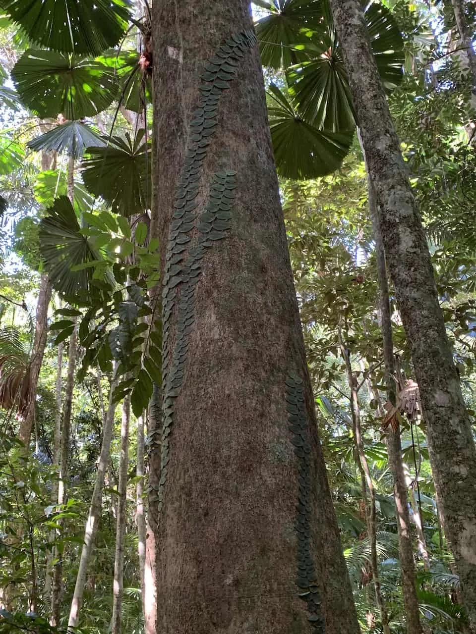 Daintree Dubuji