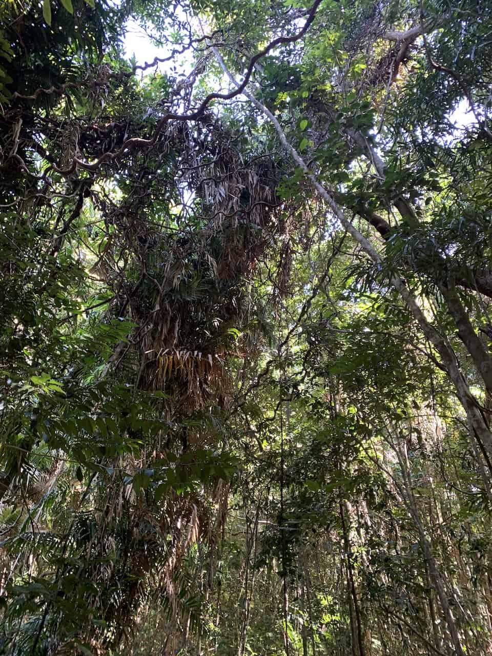 Daintree Rainforest Cape Tribulation Trees