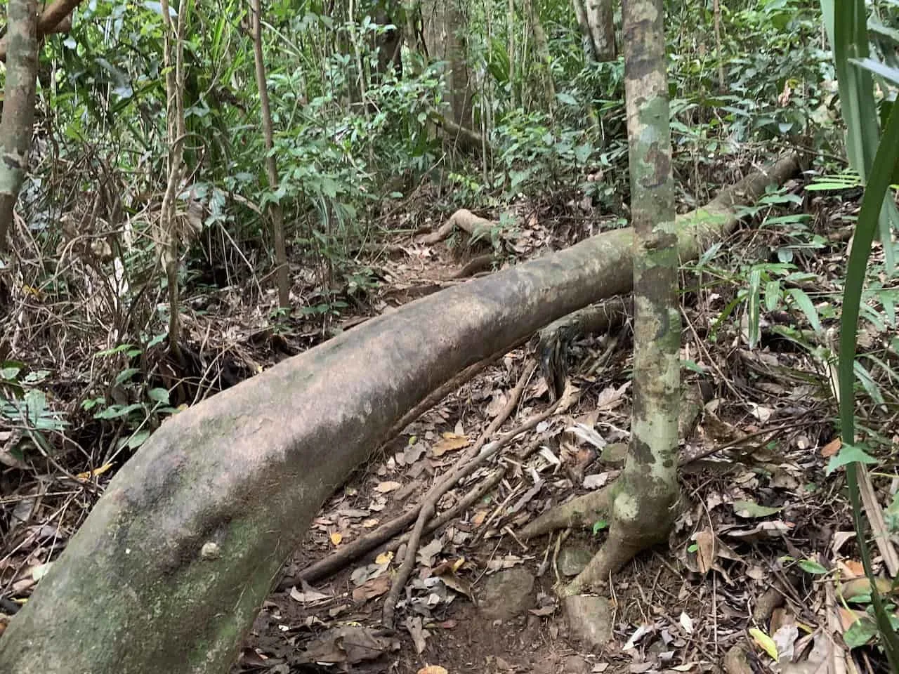 Daintree Rainforest Trees