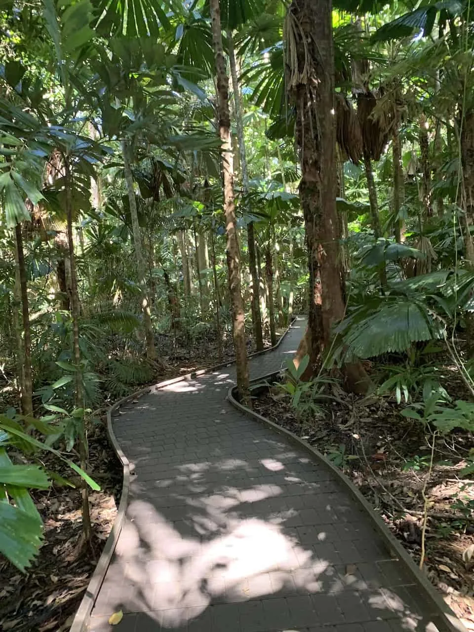 Daintree Rainforest Trees