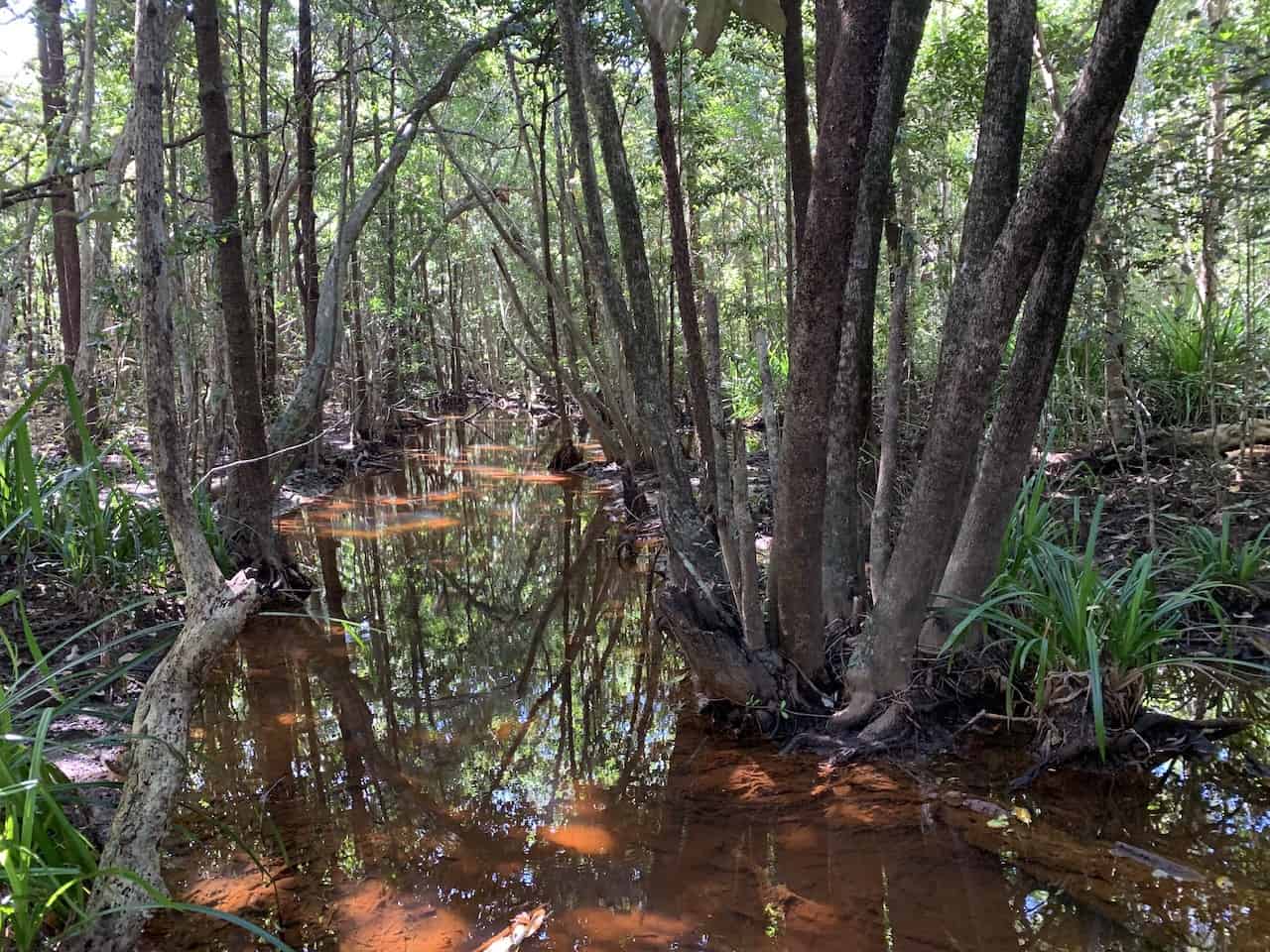 Daintree Swamp