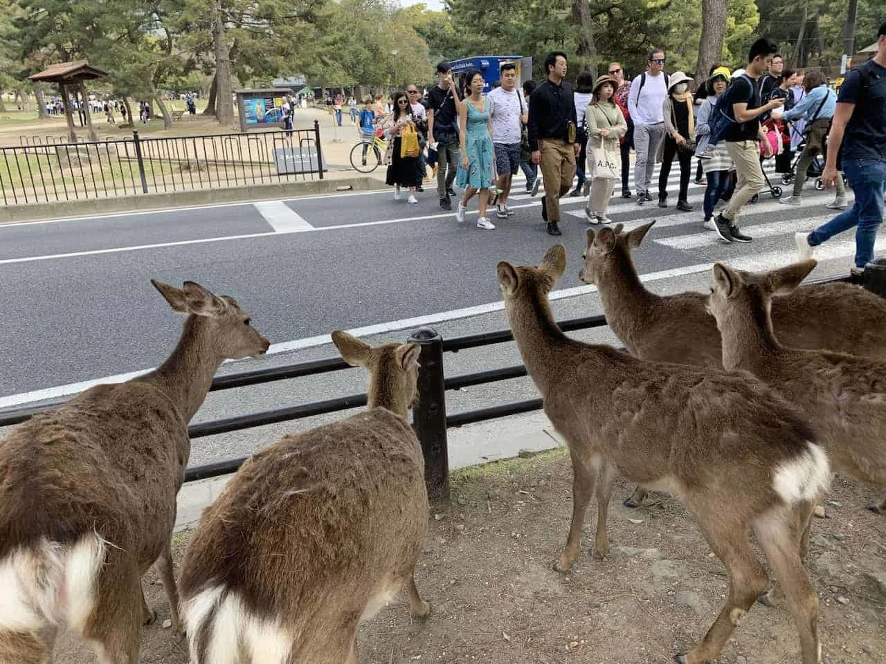 Deer of Nara