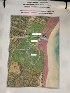 A Complete Overview of the Dubuji Boardwalk | Daintree Rainforest Walks