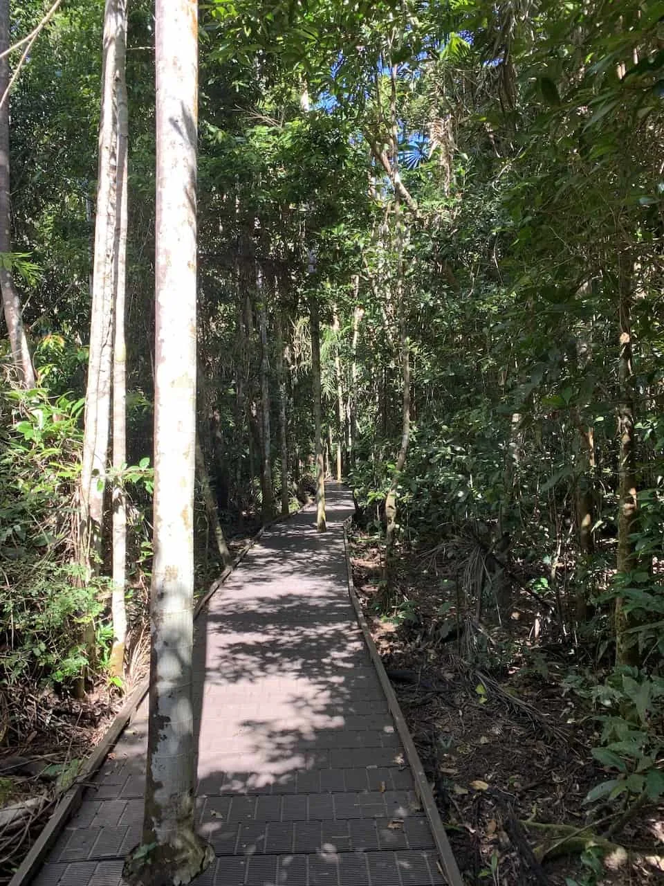 Dubuji Boardwalk Trees