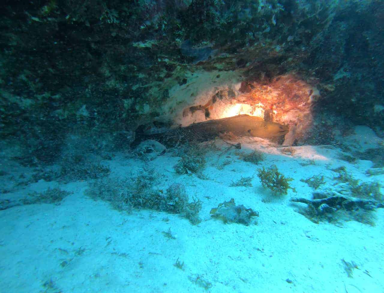 Eel Cancun Scuba Diving