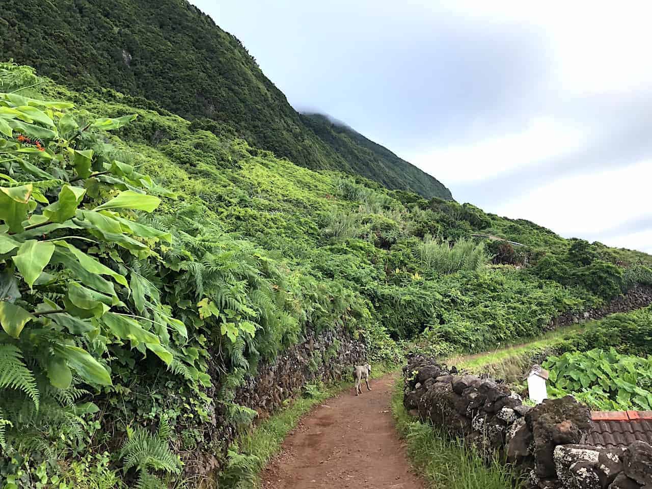 Fajã dos Cubres Trail