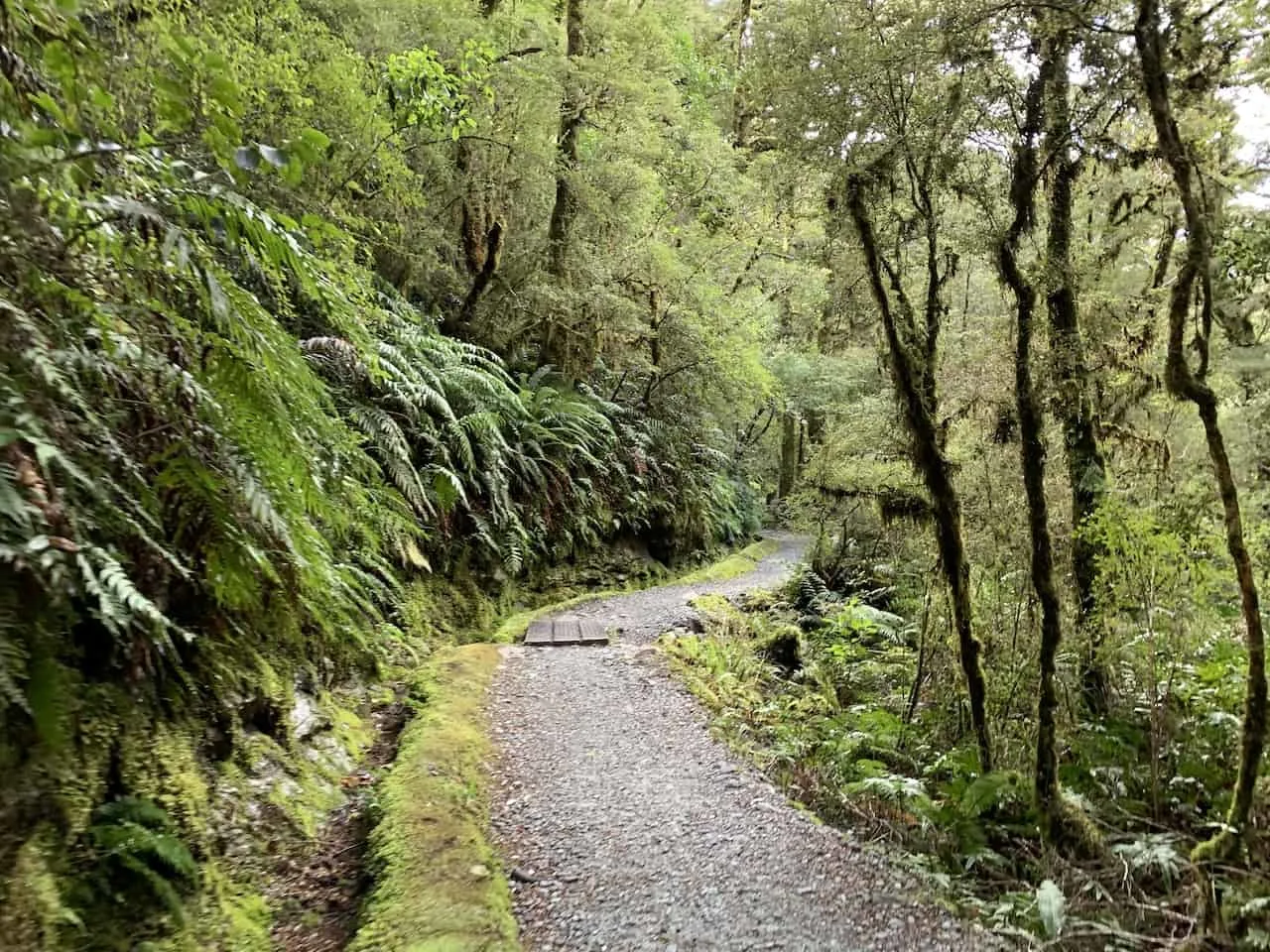 Fiordland National Park Greenery