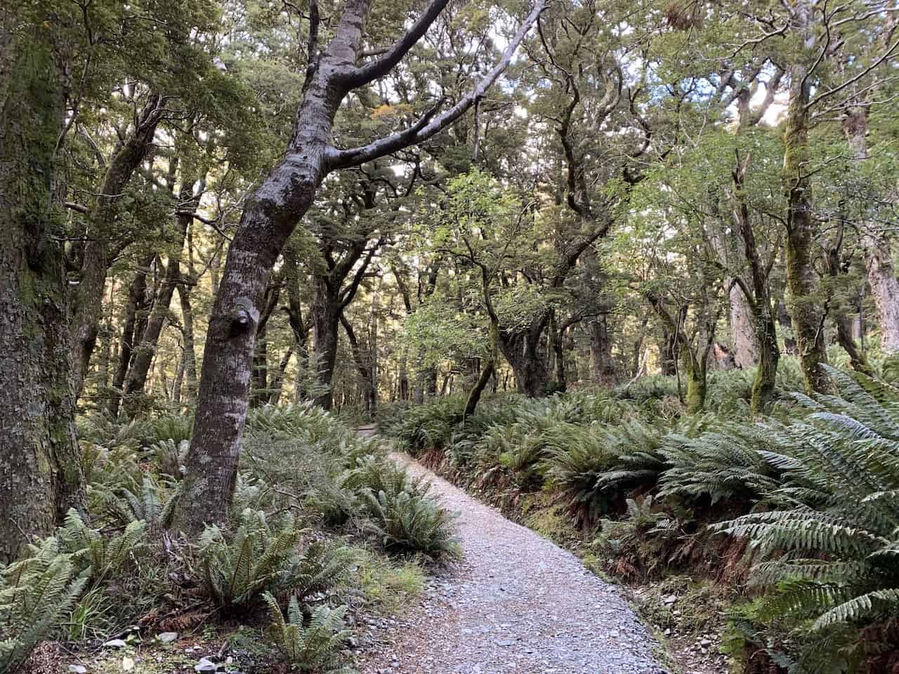 Glenorchy Forest