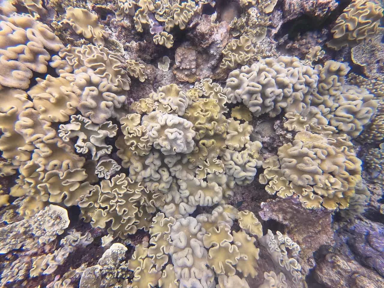 Great Barrier Reef Coral