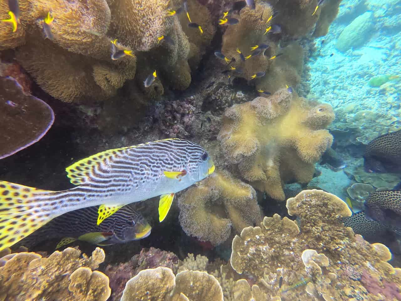 Great Barrier Reef Fish Liveaboard