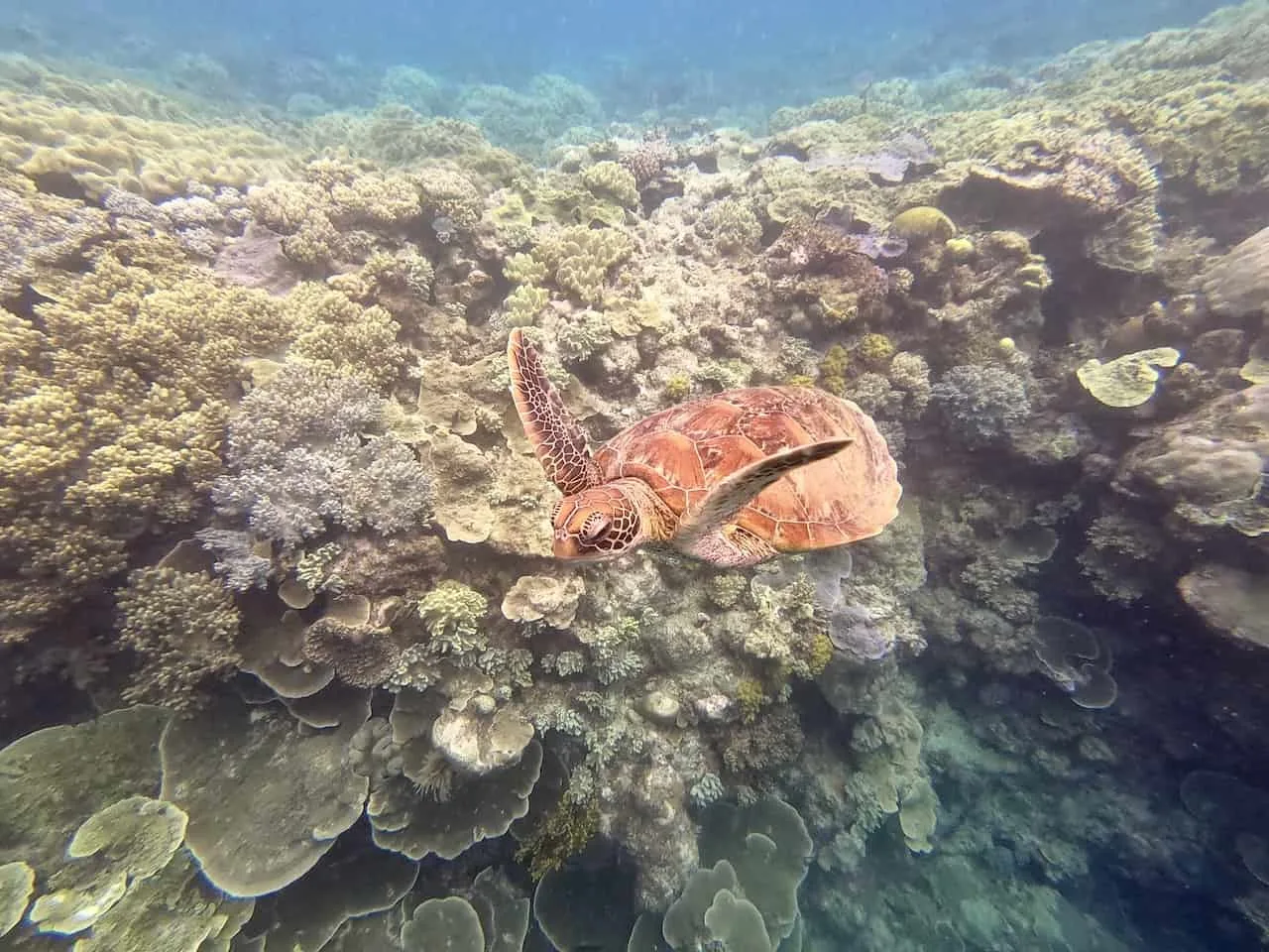 Great Barrier Reef Turtle