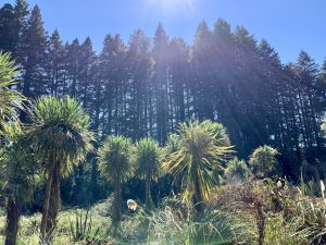 A Complete Guide to the Hamurana Springs Walk of Roturua New Zealand