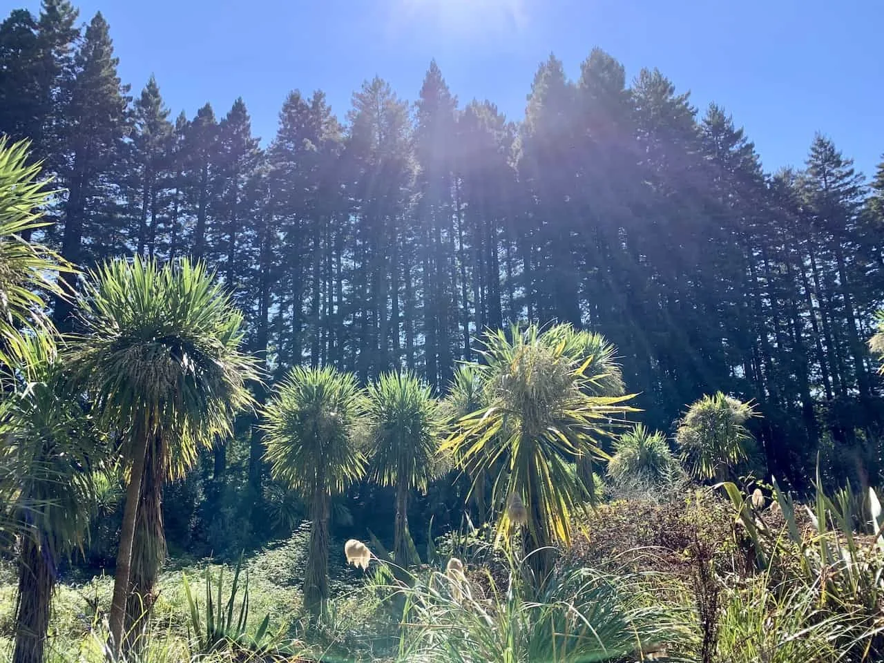 Hamurana Redwoods
