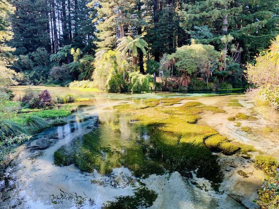 A Complete Guide to the Hamurana Springs Walk of Roturua New Zealand