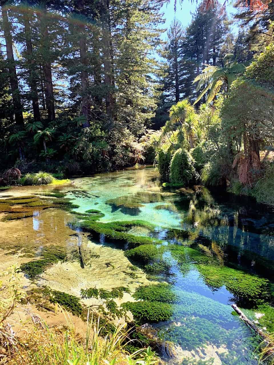 Hamurana Springs River