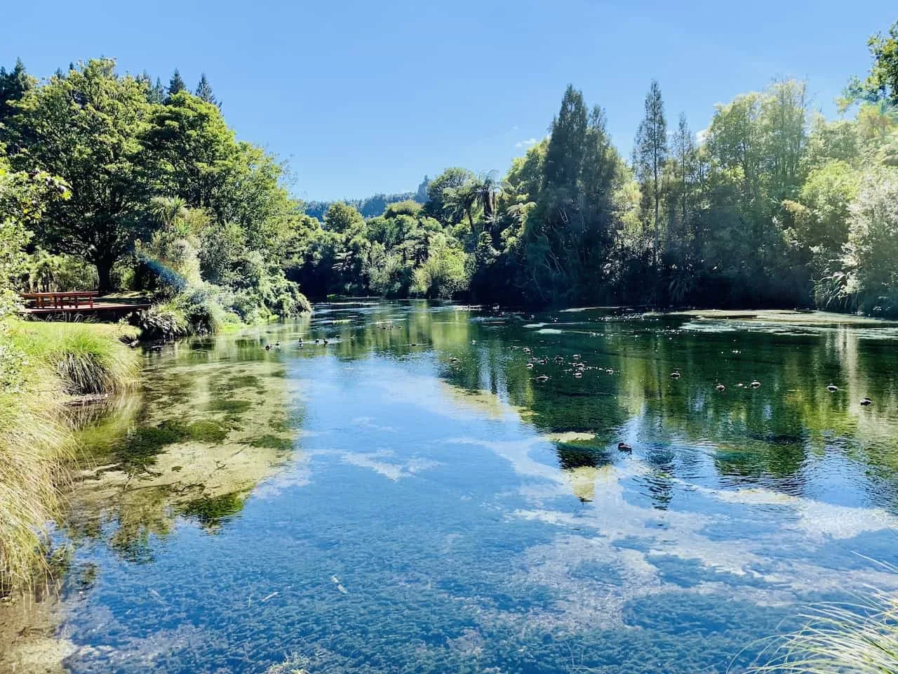 Hamurana Springs Rotorua