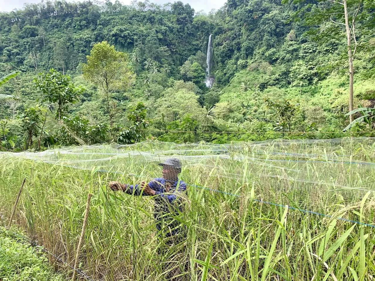 Indonesia Farming