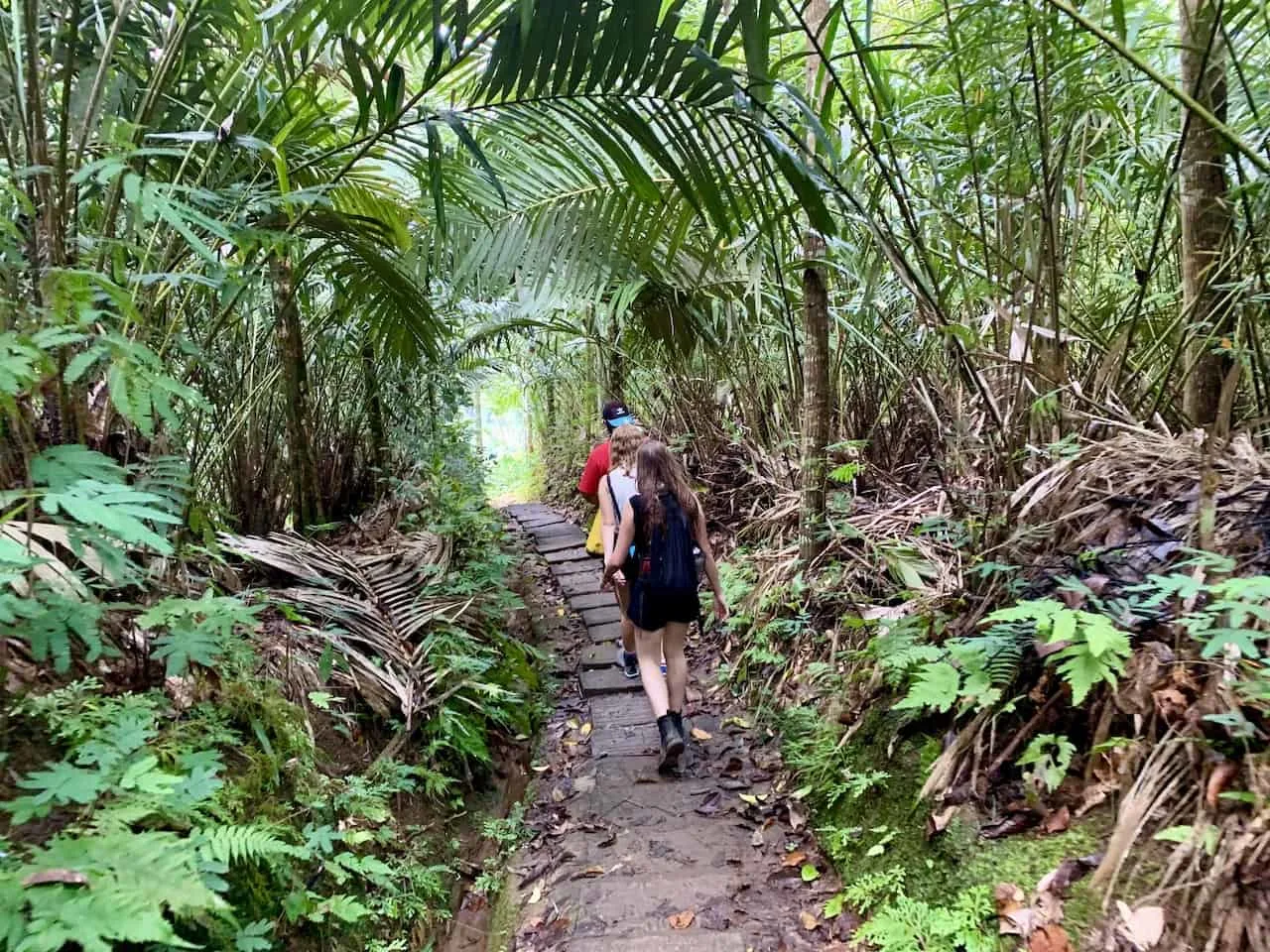 Indonesia Jungle Trek