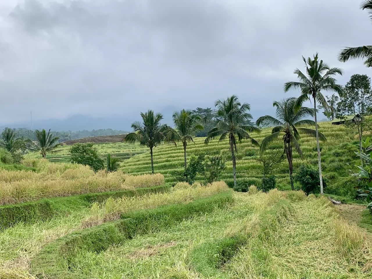 Jatiluwih Rice Fields Bali