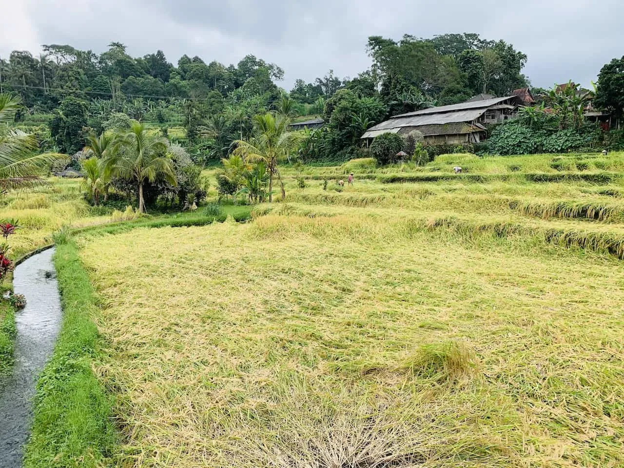 Jatiluwih Rice Terrace