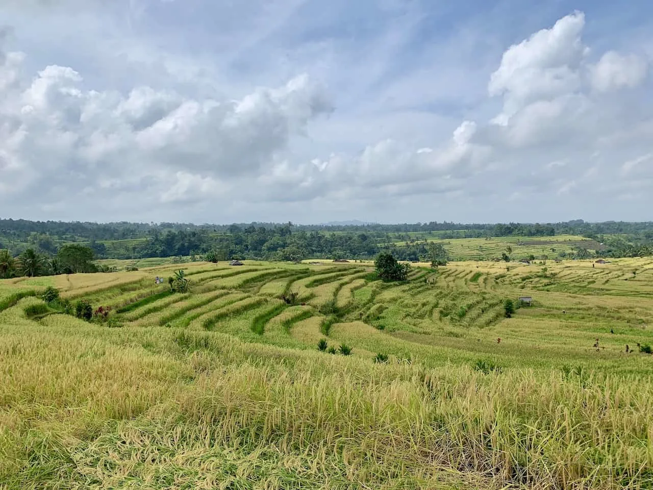 Jatiluwih Rice Terraces Indonesia