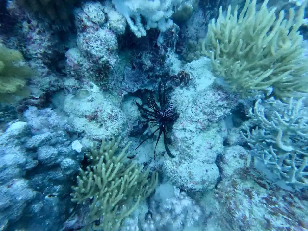 Lionfish Great Barrier Reef