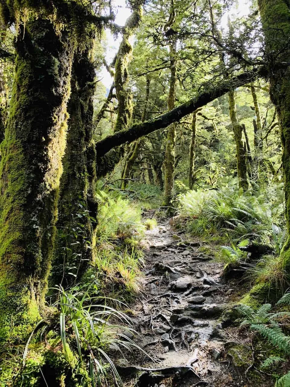 Milford Sound Hiking Trails
