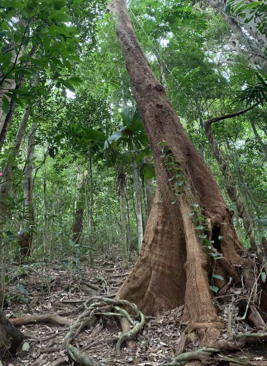 Mount Sorrow Cape Tribulation