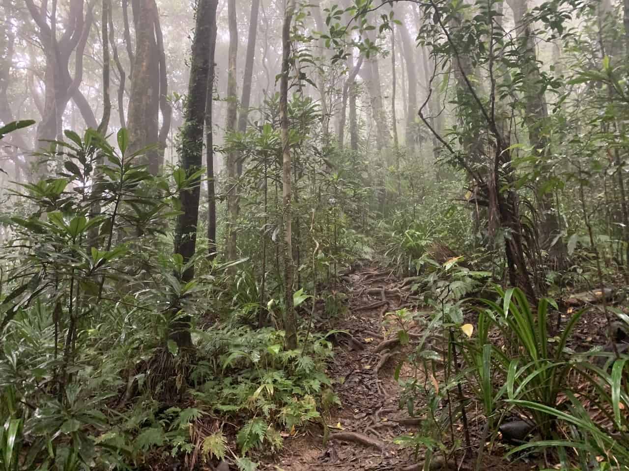 Mount Sorrow Ridge Trail Trees