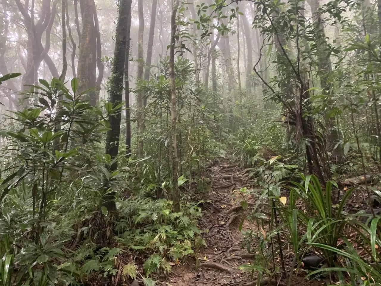 Mount Sorrow Ridge Trail Trees