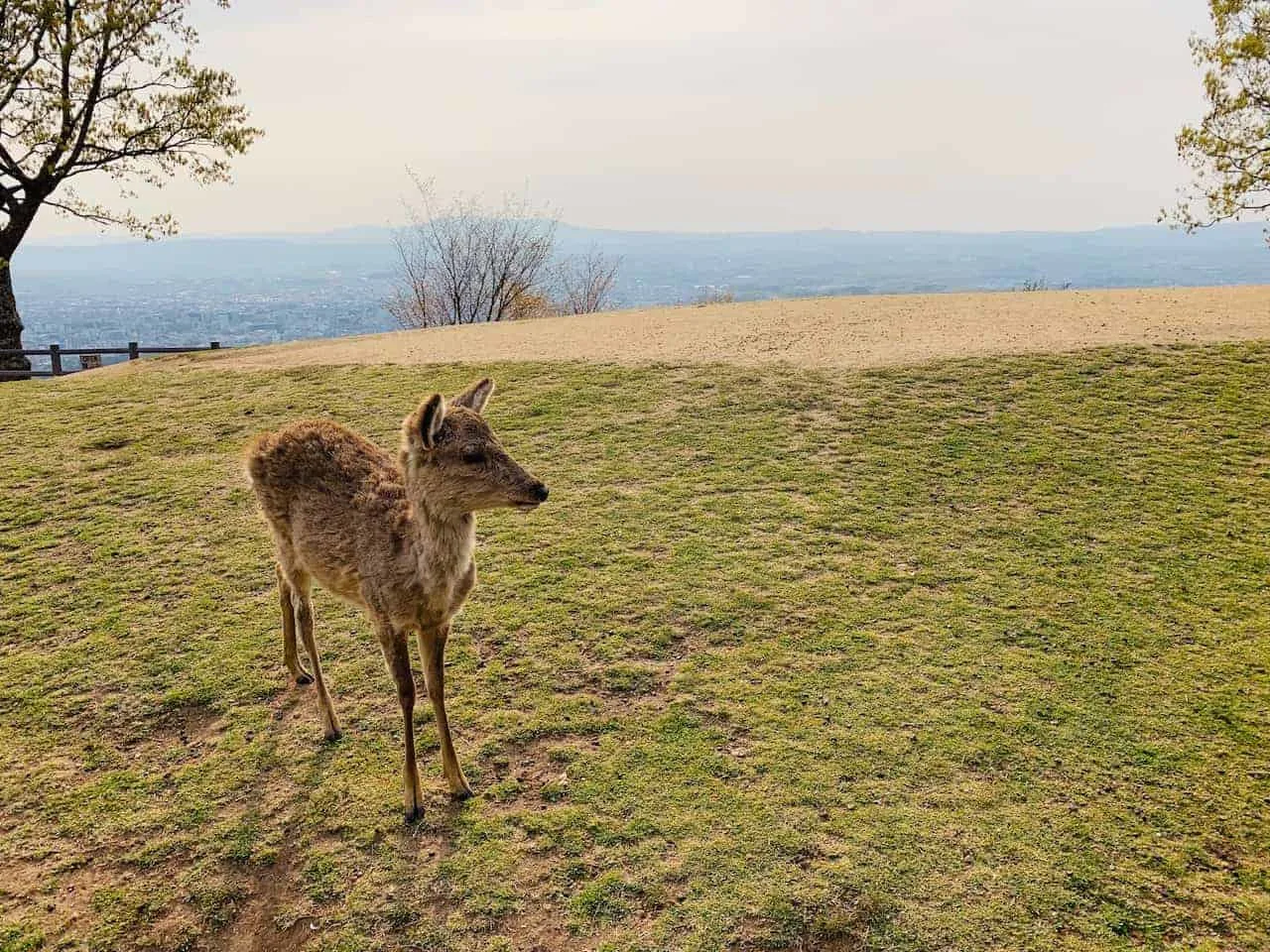 Mount Wakakusayama Deer