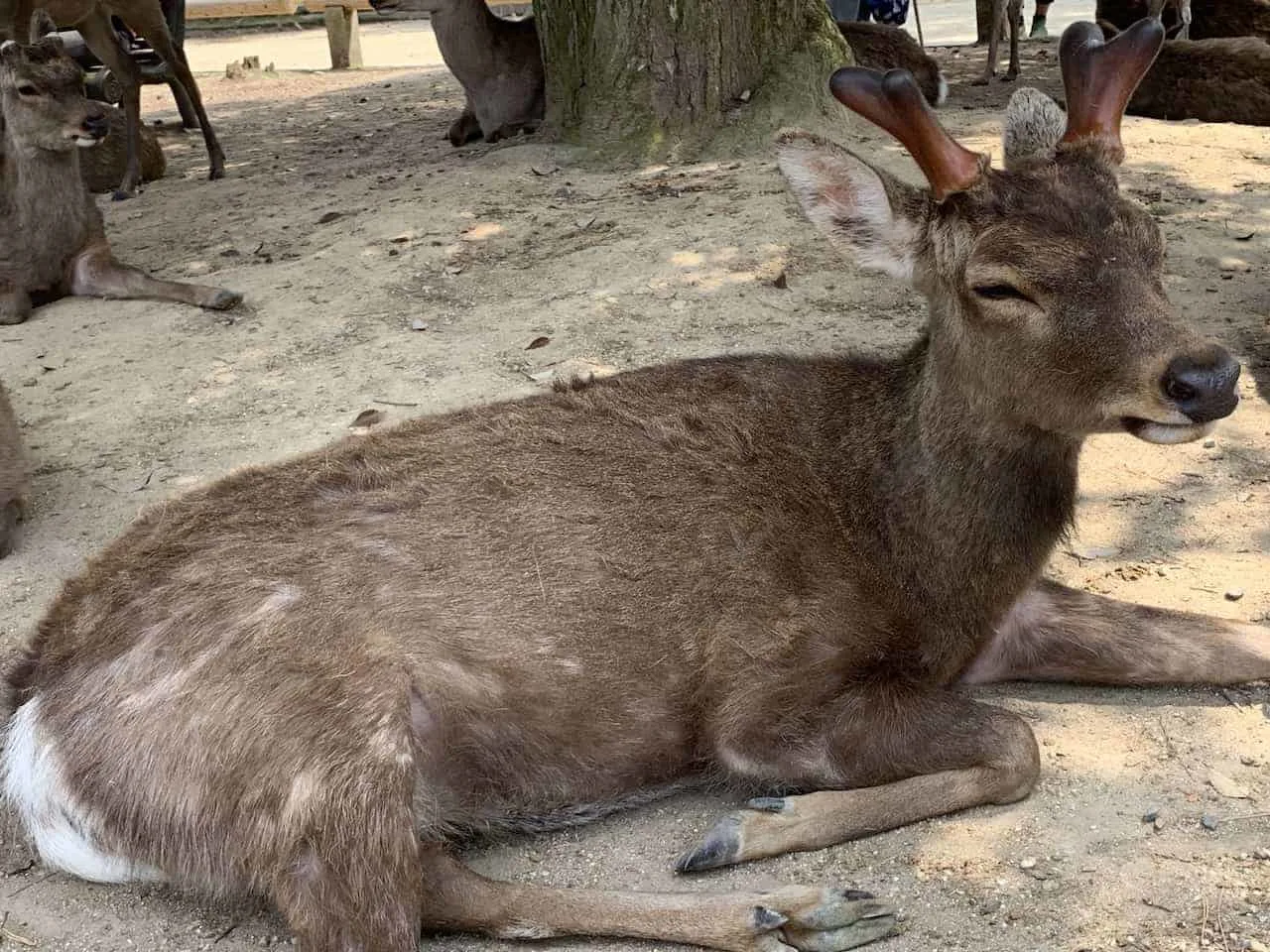 Nara Deer