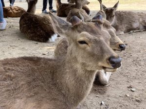 The TOP Kyoto to Nara Day Trip | A One Day Nara Itinerary | TripTins