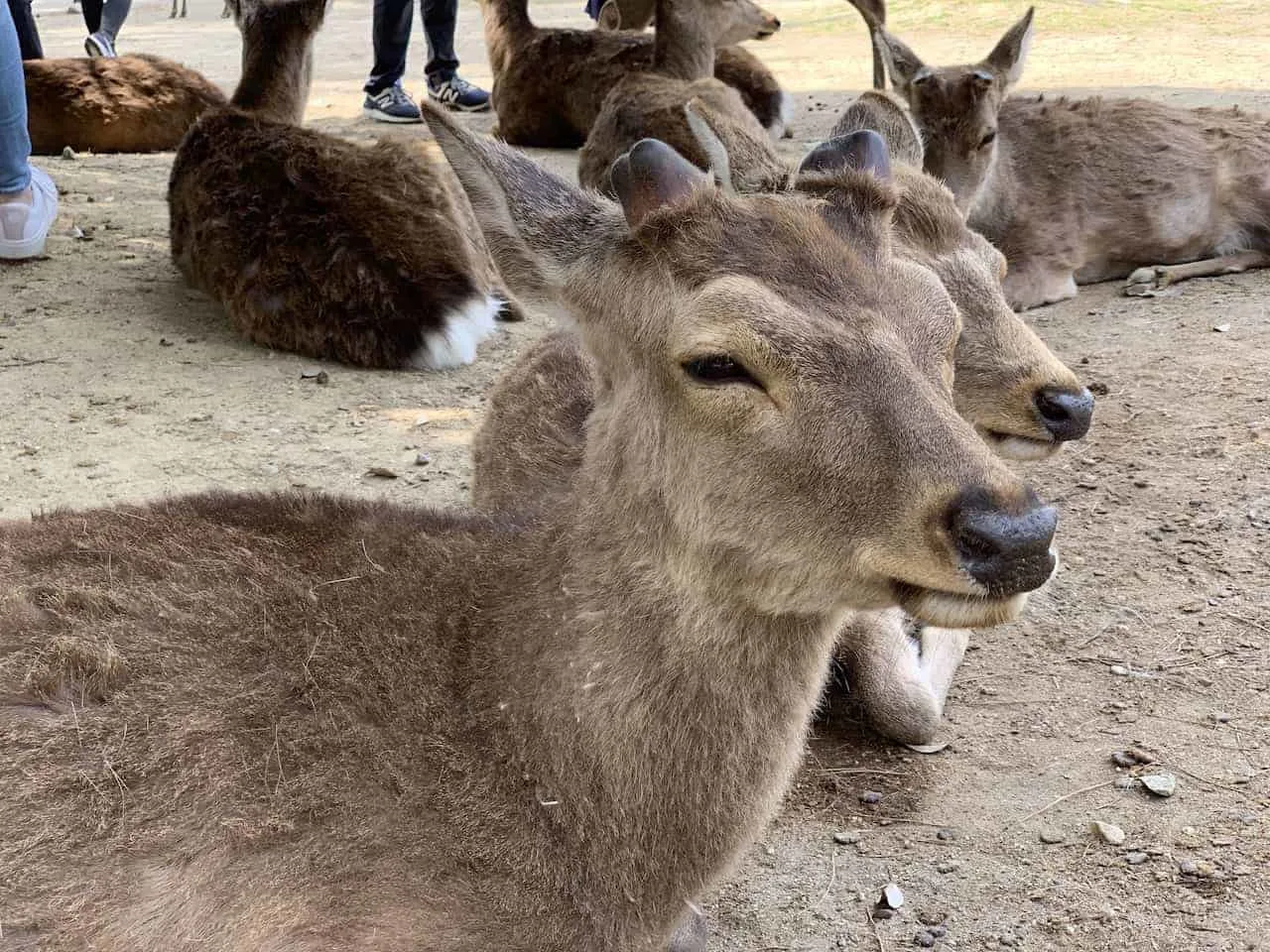 Nara Park Deer