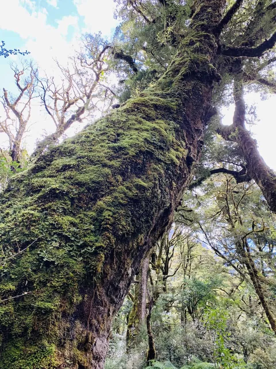 New Zealand Trees