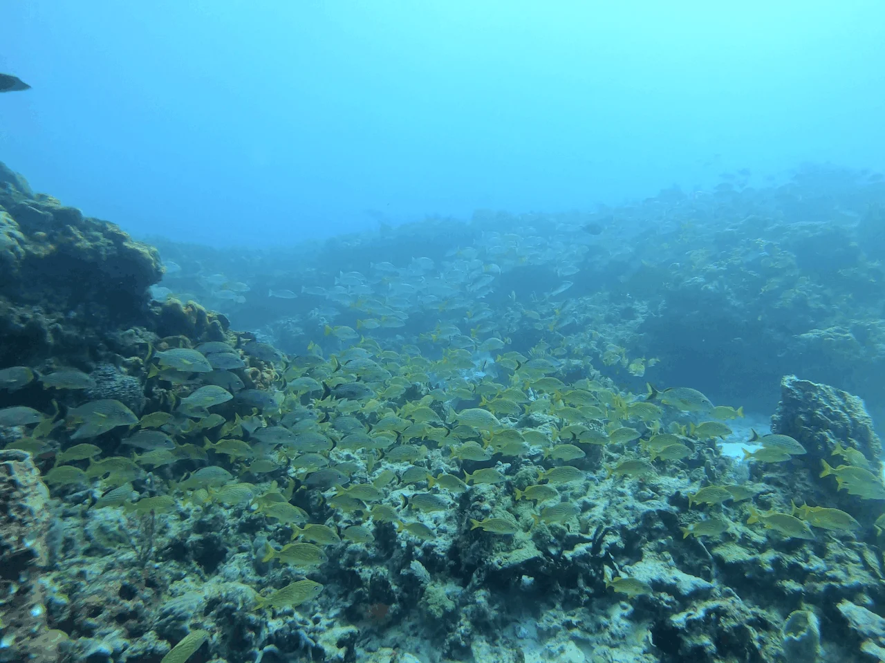 PADI Cancun Fish