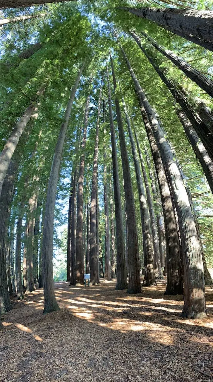 Redwoods Forest Hamurana