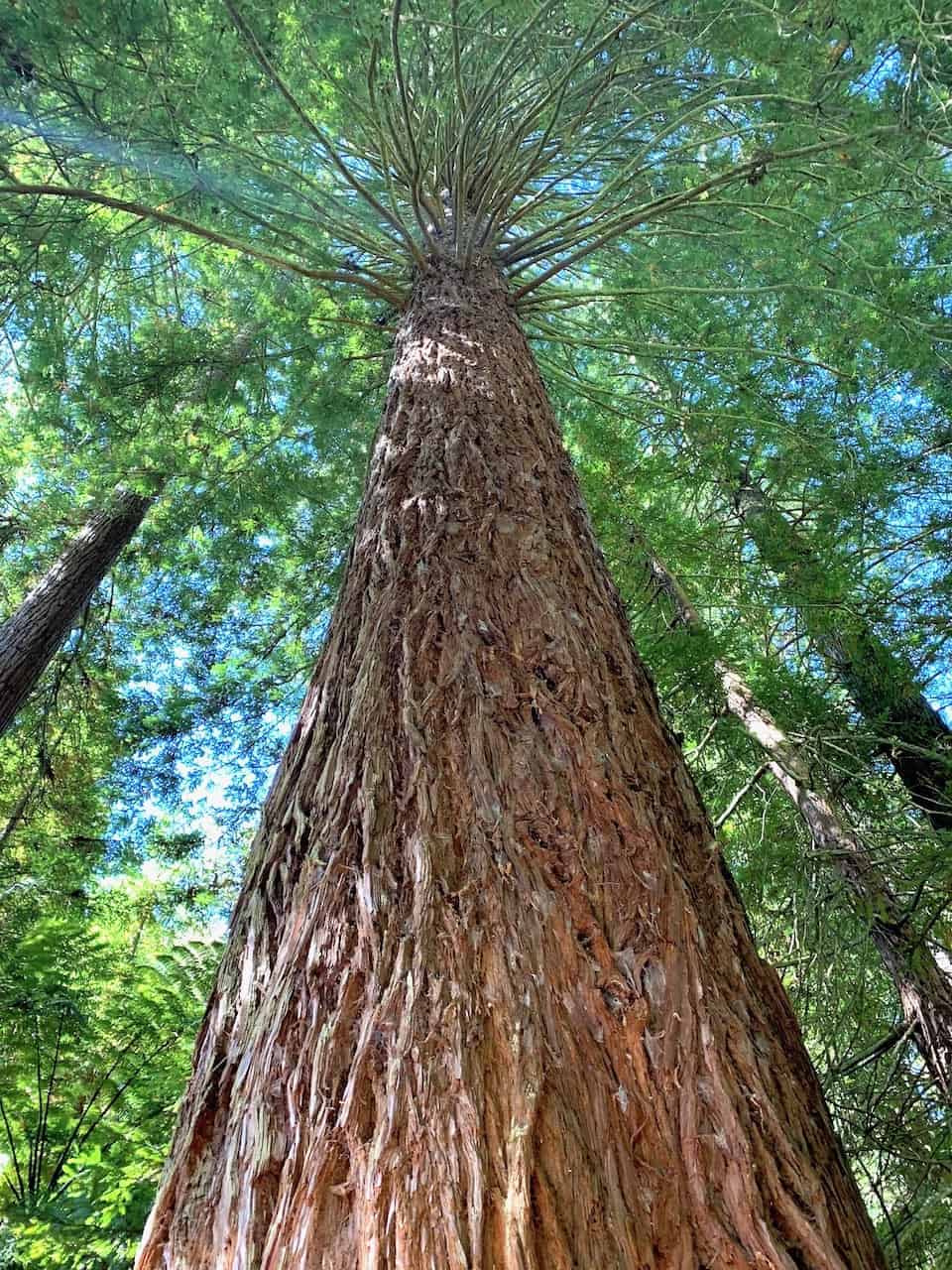 Redwoods Forest Rotorua