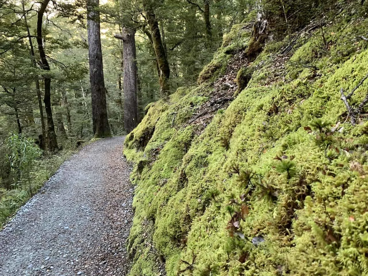 Routeburn Track Greenery