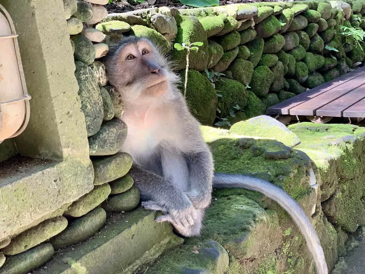 Sacred Monkey Forest Ubud