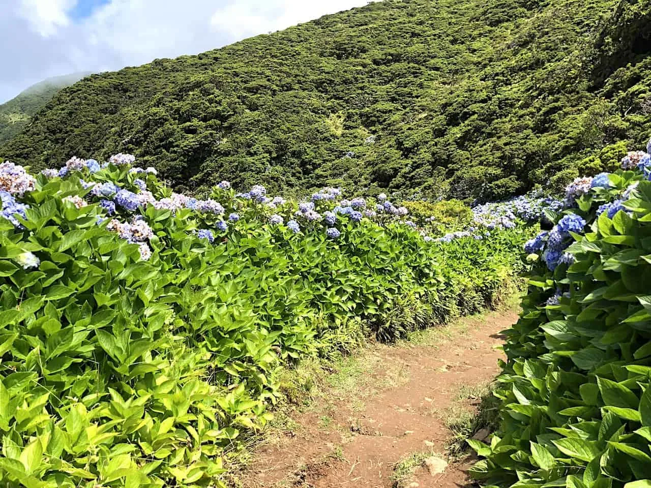 Sao Jorge Hiking Flowers