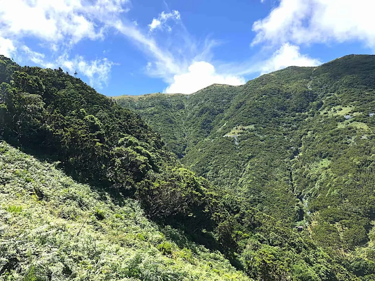 Sao Jorge Hiking Greenery