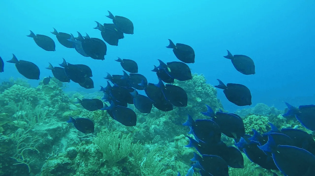 Scuba Diving Cancun Fish